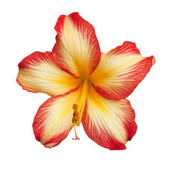Blooming Amaryllis: A captivating close-up of a vibrant amaryllis flower, its intricate petals showcasing a blend of red and yellow hues, highlighting the beauty of nature's artistry.