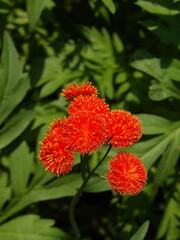 Zbliżenie na czerwony kwiat rośliny z gatunku Emilia coccinea © Kumulugma