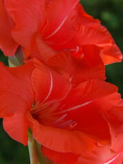 Fototapeta na wymiar Zbliżenie na kwiat rośliny z gatunku Gladiolus