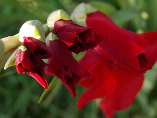 Zbliżenie na kwiat rośliny z gatunku Gladiolus © Kumulugma