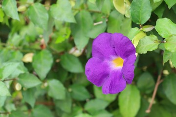Bush clock vine flower or King's mantle (Thunbergia erecta) in garden