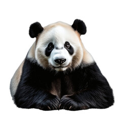 Naklejka premium panda isolated on white transparent background