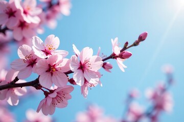 Pink cherry blossom branches against a clear blue sky with soft focus, nature, photography, blossom
