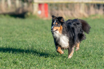 Shetland Sheepdog in a field