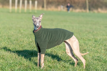 Whippet in a field