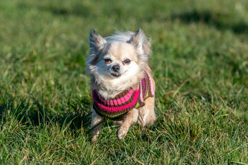 chihuahua in the grass
