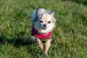 chihuahua in the grass