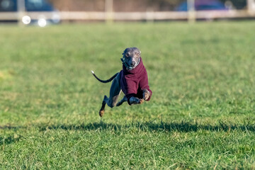 dog running in the grass