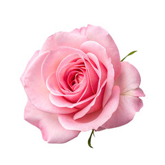 pink rose isolated