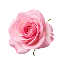 Fotobehang Rozen pink rose isolated  © NT