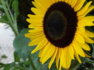 Zbliżenie na żółte kwiaty słonecznika © Kumulugma