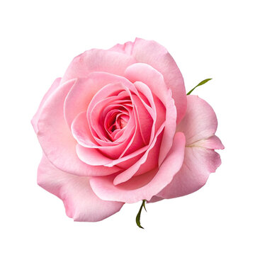 pink rose isolated