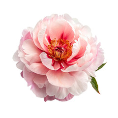 pink dahlia flower isolated on white