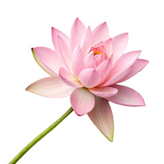 pink lotus flower