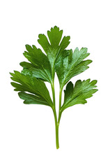 Fresh Green Parsley Leaf Isolated on White Background for Cooking