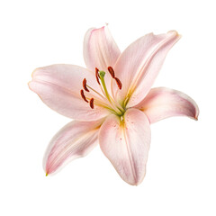 lily isolated on white
