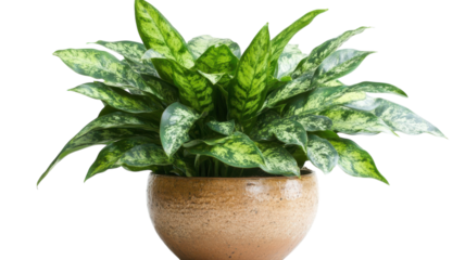 A Vibrant Green Snake Plant Potted on a White Surface - Ideal for Indoor Decoration and Air Purification.