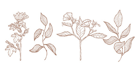 Floral line art illustration. Collection of wildflowers and branches on a white background. Hand-drawn botanical silhouette of mallow and tree leaves. Wedding card elements. Autumn objects.