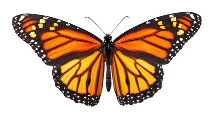 Fototapeta premium A Beautiful Vibrant Orange Butterfly Resting Gracefully on a Leaf, Perfect for Nature-Themed Projects, Blogs, and Educational Content.