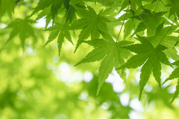 爽やかな新緑のモミジ