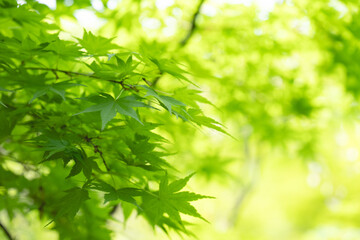爽やかな新緑のモミジ