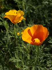 Obraz premium Zbliżenie na kwiat Eschscholzia californica