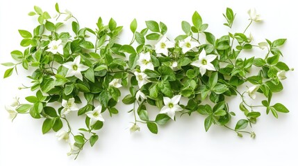 Group of Trachelospermum Jasminoides creeper plants, isolated on white background