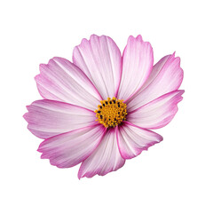 pink daisy isolated on white