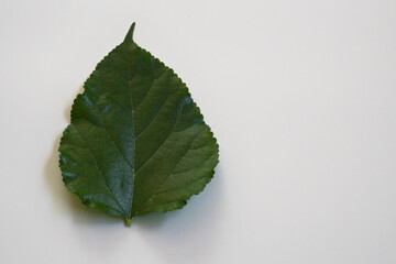 Mulberry leaves on white background