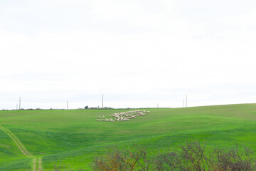 A peaceful green field with a flock of sheep grazing under a cloudy sky. A simple view of rural...
