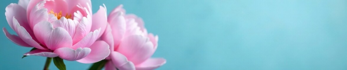 Fototapeta premium Soft pink peonies bloom against a gradient blue background, pink flowers, nature