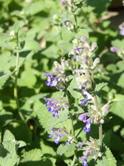 Zbliżenie na niebieskie kwiaty kocimiętki © Kumulugma