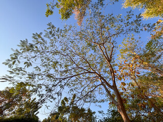 A tree with leaves is in the sky