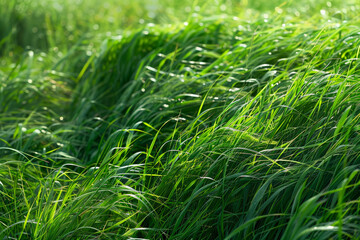 Fototapeta premium A field of grass is very tall and green