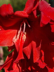 Zbliżenie na kwiat rośliny z gatunku Gladiolus © Kumulugma