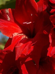 Zbliżenie na kwiat rośliny z gatunku Gladiolus © Kumulugma