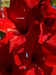 Zbliżenie na kwiat rośliny z gatunku Gladiolus © Kumulugma