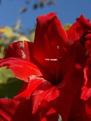 Zbliżenie na kwiat rośliny z gatunku Gladiolus