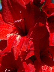 Zbliżenie na kwiat rośliny z gatunku Gladiolus © Kumulugma