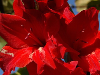 Zbliżenie na kwiat rośliny z gatunku Gladiolus