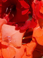 Zbliżenie na kwiat rośliny z gatunku Gladiolus © Kumulugma