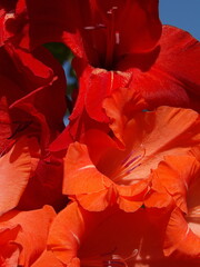 Zbliżenie na kwiat rośliny z gatunku Gladiolus © Kumulugma