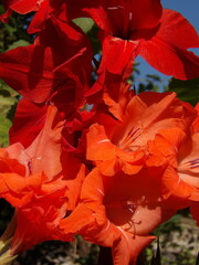 Zbliżenie na kwiat rośliny z gatunku Gladiolus © Kumulugma