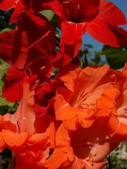 Zbliżenie na kwiat rośliny z gatunku Gladiolus © Kumulugma