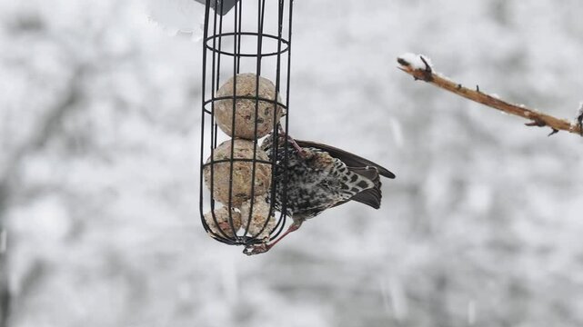 Star (Sturnus vulgaris)     