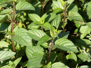 Zbliżenie na zielone pędy mięty © Kumulugma