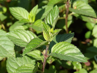 Zbliżenie na zielone pędy mięty © Kumulugma