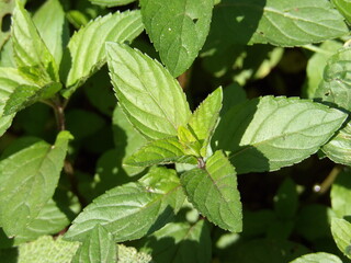 Zbliżenie na zielone pędy mięty © Kumulugma