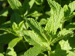 Zbliżenie na zielone pędy mięty © Kumulugma
