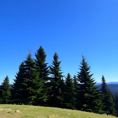 pine forest in the mountains